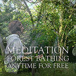 無料の森林浴と瞑想